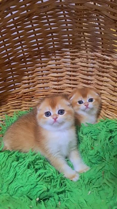 Шикарные медвежьего типа