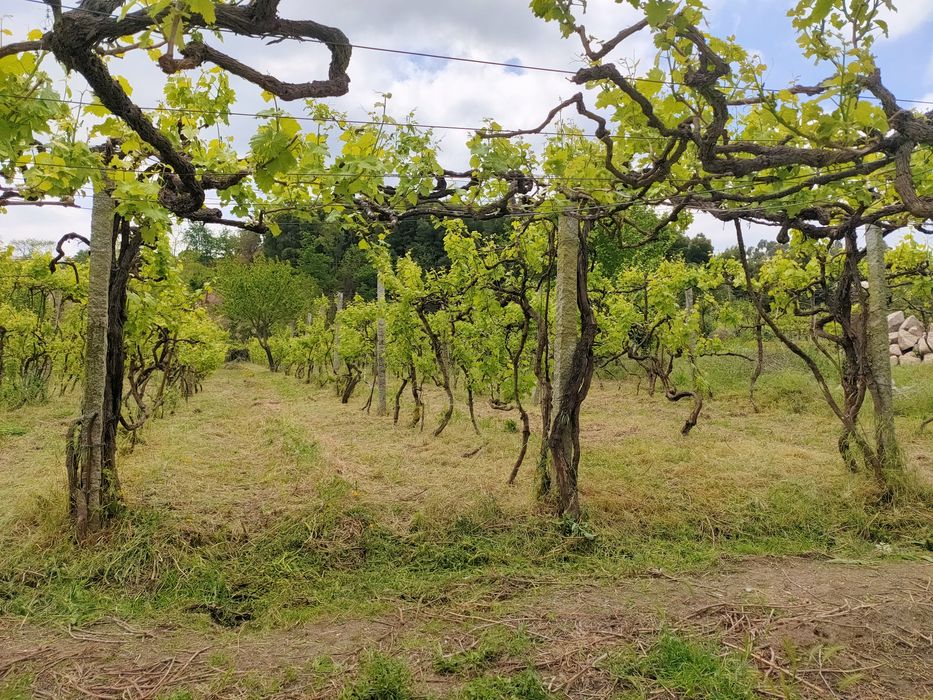 limpeza terrenos, vinhas .etc