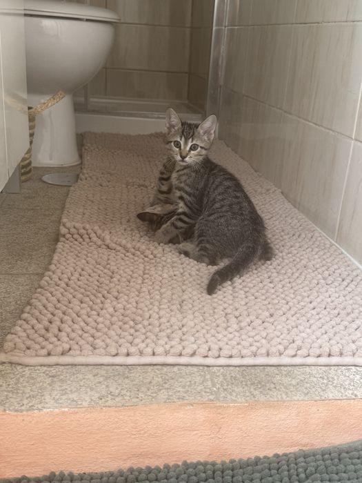 Gatinhas para adoção responsável