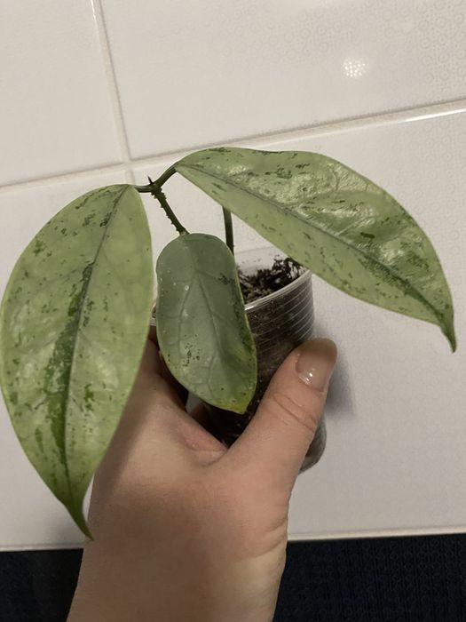 Hoya coriacea silver