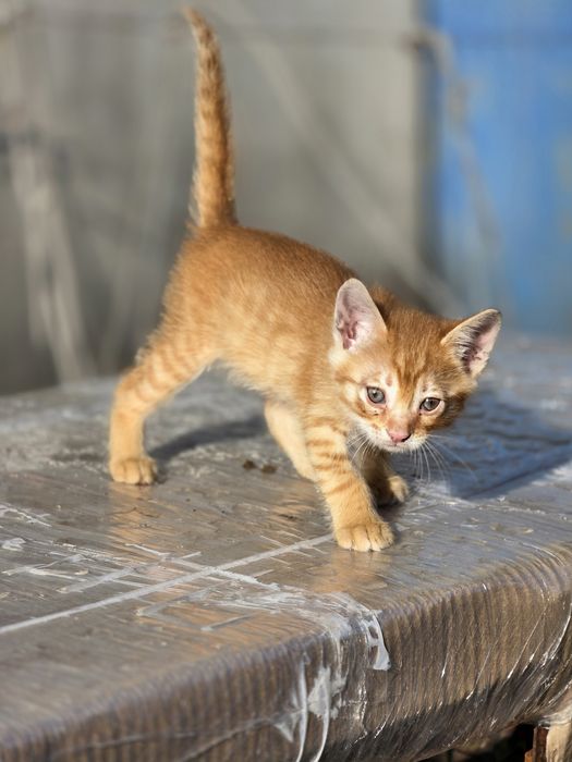 Віддам рижого кота
