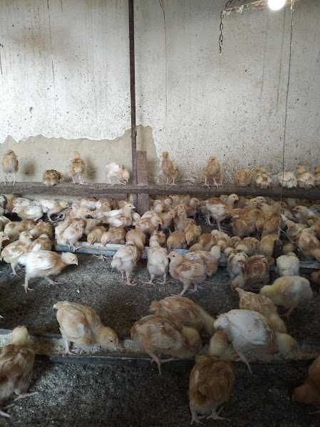 Добові м"ясо яєчні курчата ( Редбро, Мастер, Голошия)