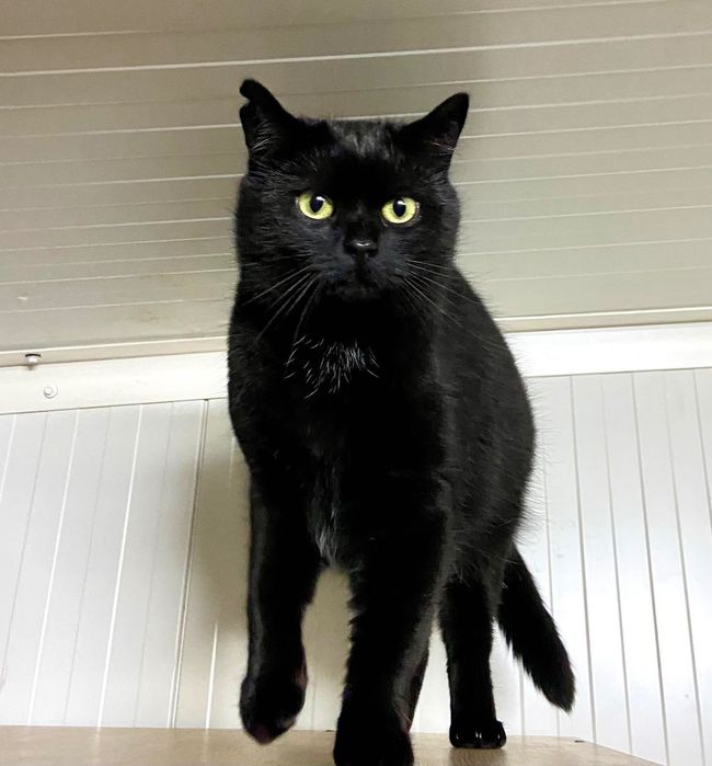 Марсела, витончена красуня, шукає свою родину!