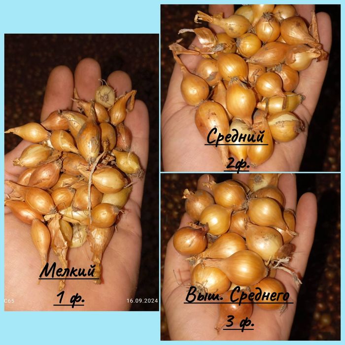 Лук -севок,арпаж,сіянка