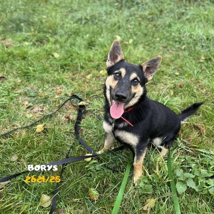 Malutki psi ideal do adopcji