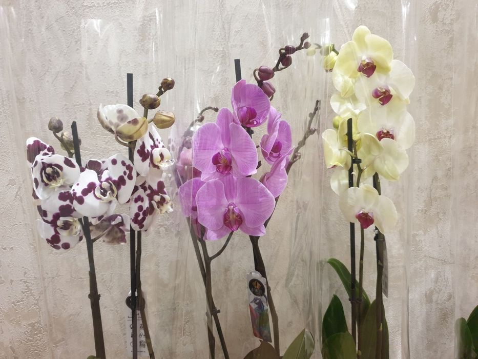 Продам комнатные растения