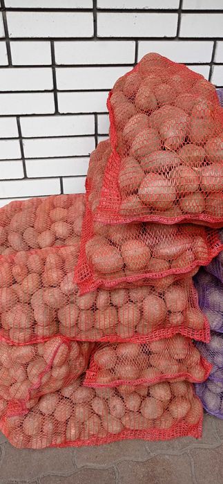 Продам картоплю домашню Біллароза