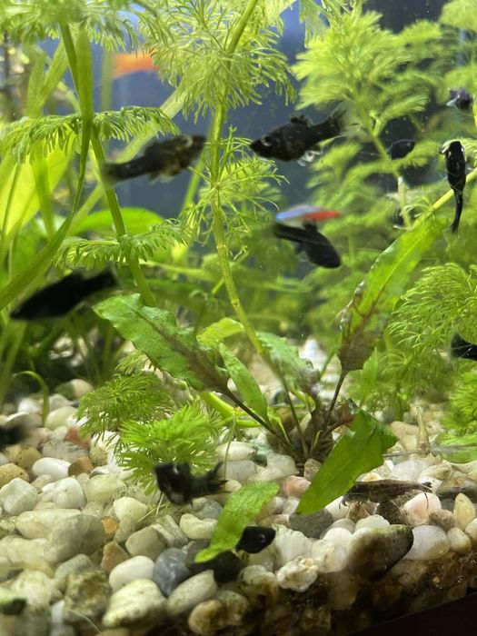 Molinezja  i krewetki