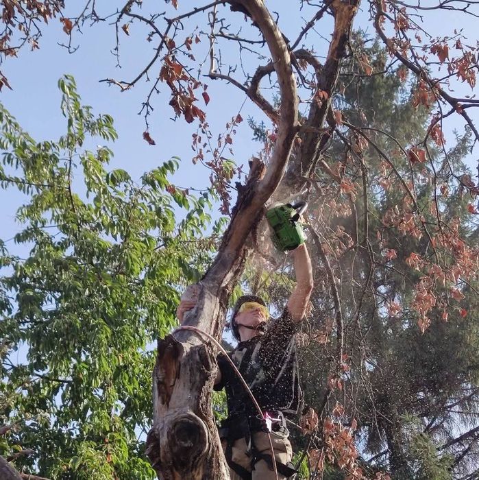 Зрізання дерев | Обрізка рослин