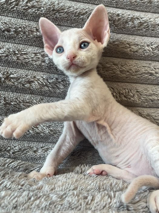 Котик Девон Рекс