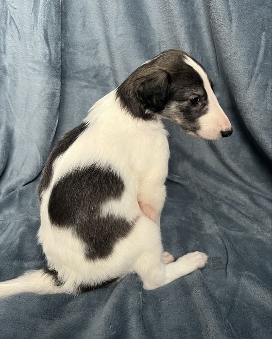 Chart rosyjski borzoj - piesek- URAN Władca Stepu