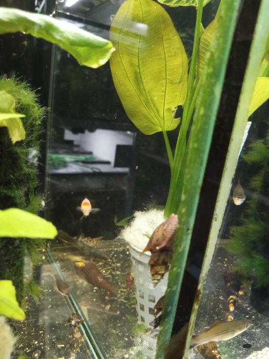 Ślimak Tiara Torpedo - Tina Zoo Gliwice Jasna