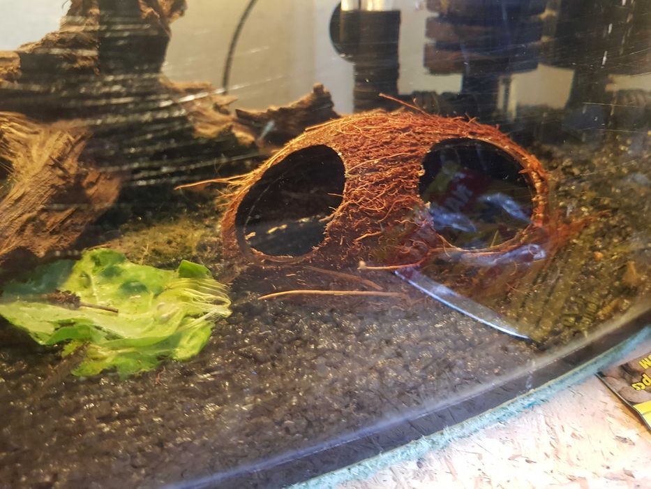 Kokos do akwarium krewetkarium