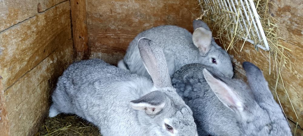Króliki młode samce