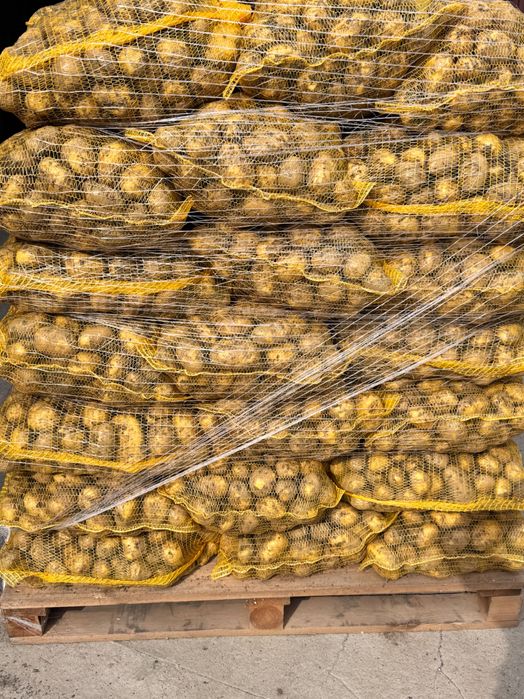 Ziemniaki  Lord żółte