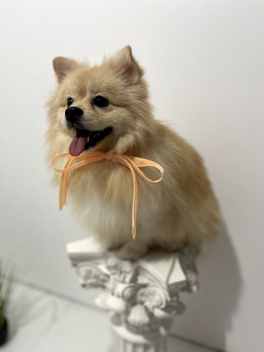 Померанські шпіци — Вибери свого маленького друга вже зараз