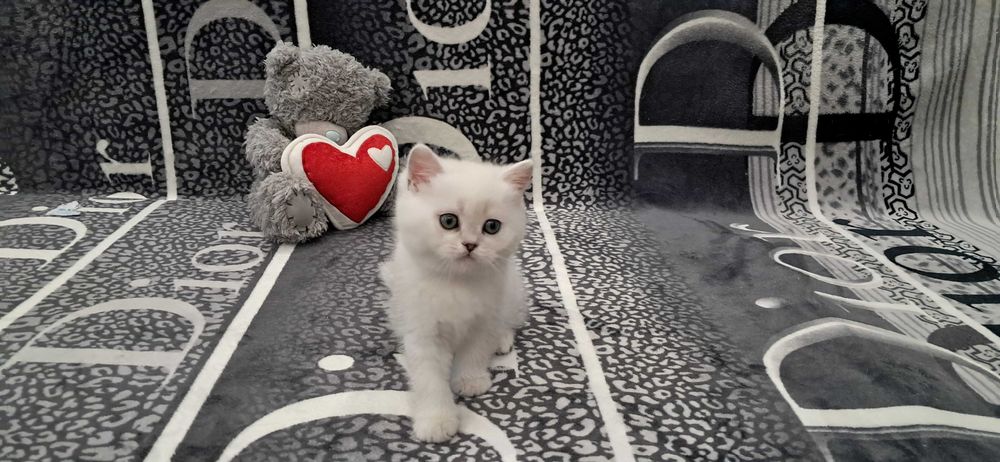 Плюшевая девочка модного окраса шиншилла.