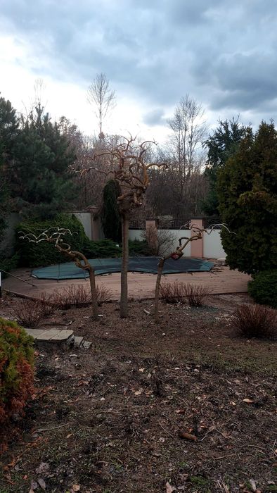 Ваш садівник. Обрізка дерев.