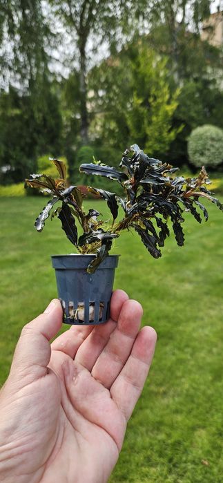 Bucephalandra roślina