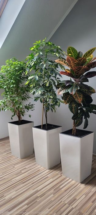Kwiaty duże ozdobne, roślina domowa Szeflera  i Kroton