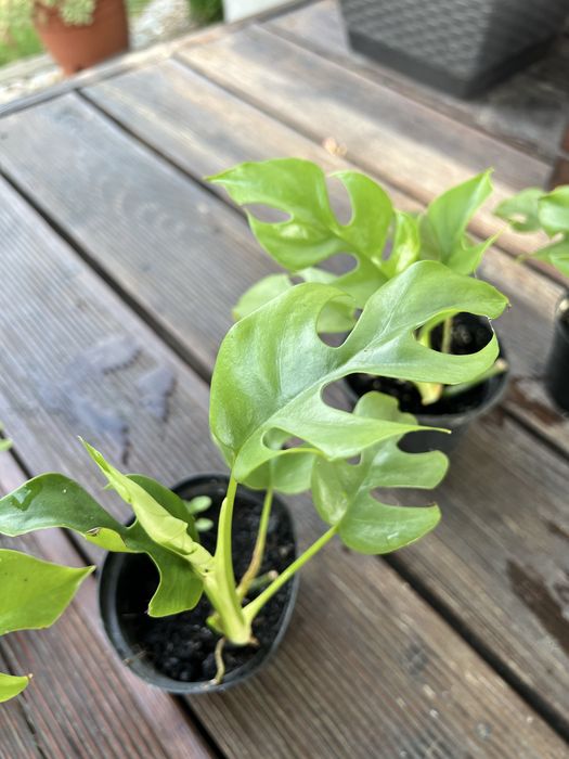 Monstera minima sadzonka