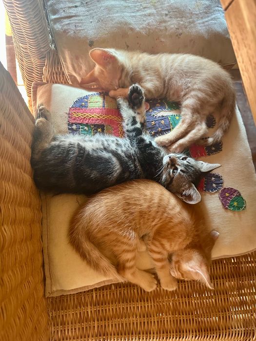 Gatinhos procuram novo lar