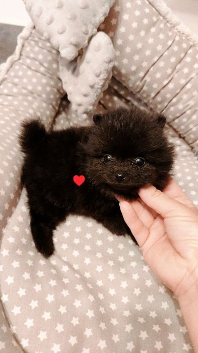 Szpic miniaturowy pomeranian suczka