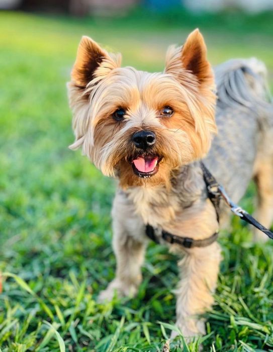 Йоркширський терʼєр