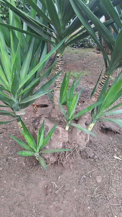 Fiteira para jardim