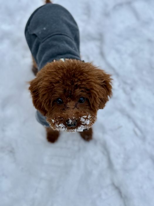 Той пудель хлопчик Toy poodle