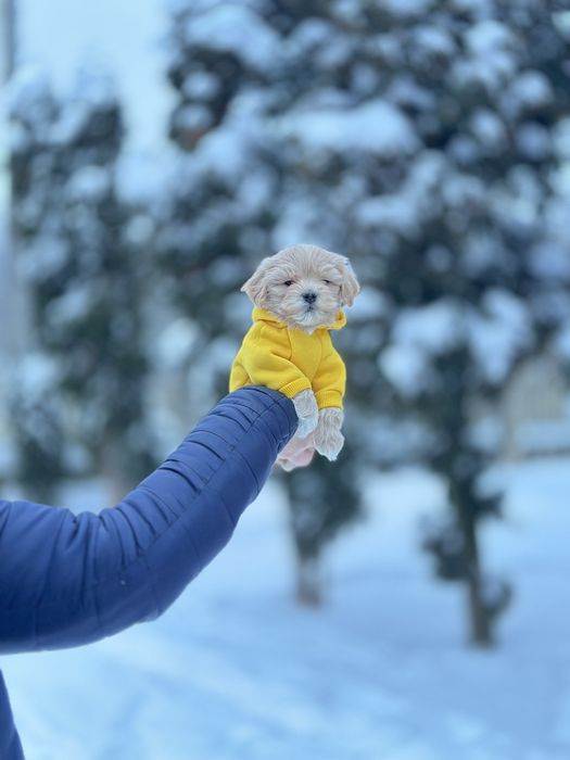 Малесенький мікро песик . Справжні мікро є ще міні щенки! Мальтипу)/