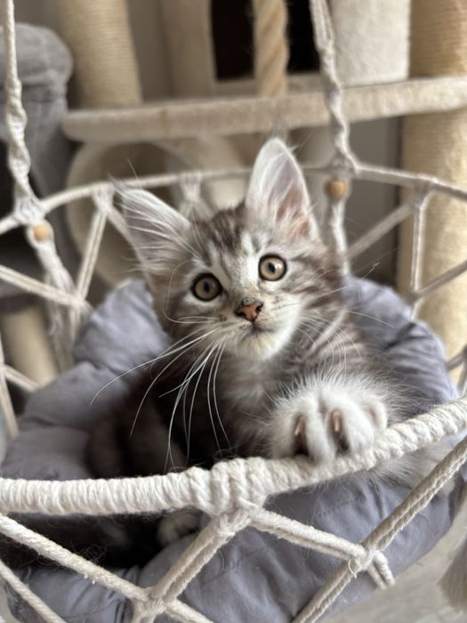 Kotka Maine coon