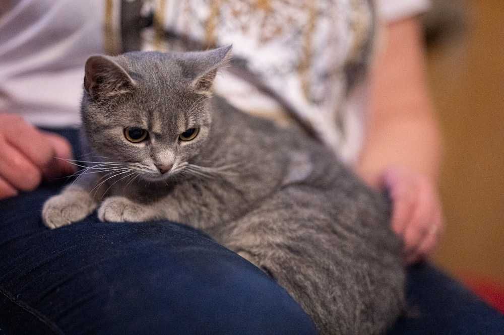 Lilka cudowna mała kotka jest jak Mała Mi