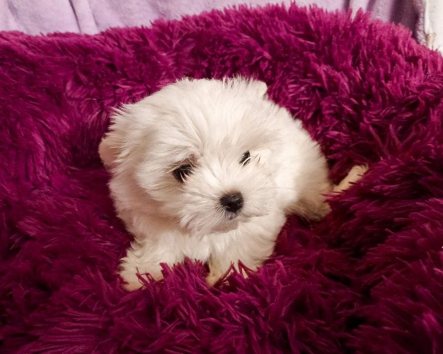 Maltańczyk suczka ZHPR szczenię malutkie