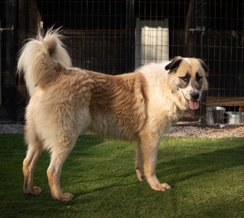 Bulut - pies do adopcji