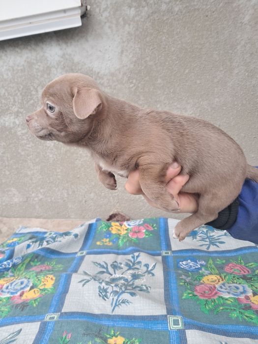 Пропонується до продажу