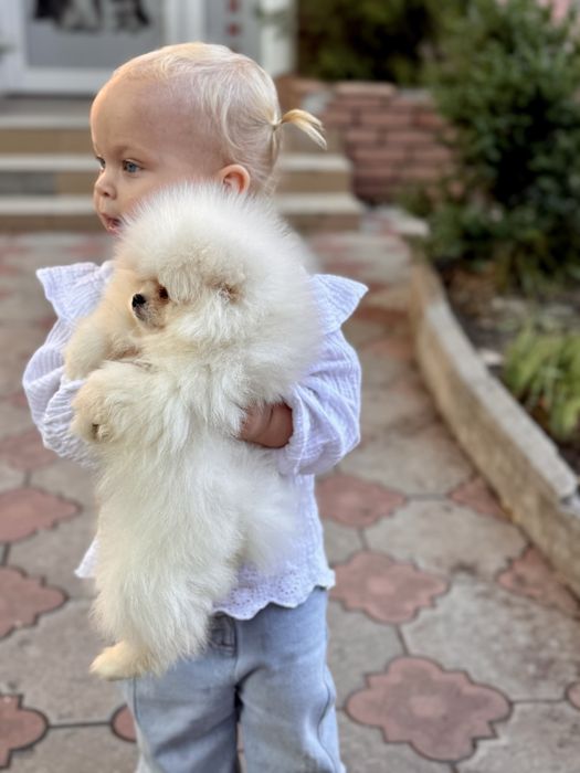 Шпиц мини мальчик