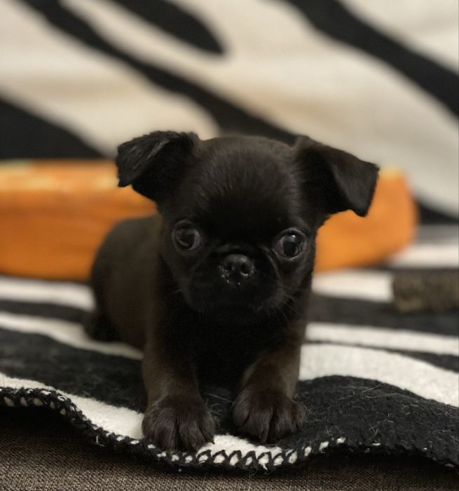 Пті брабансон дівчинка