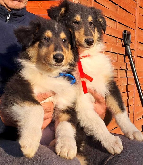 Owczarek Szkocki Collie długowłosy chłopczyk Gotowy do Odbioru