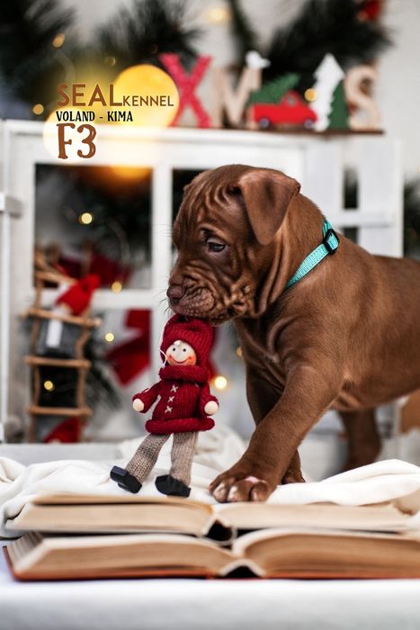 Щенки питбуля от самого титулованого кобеля в мире