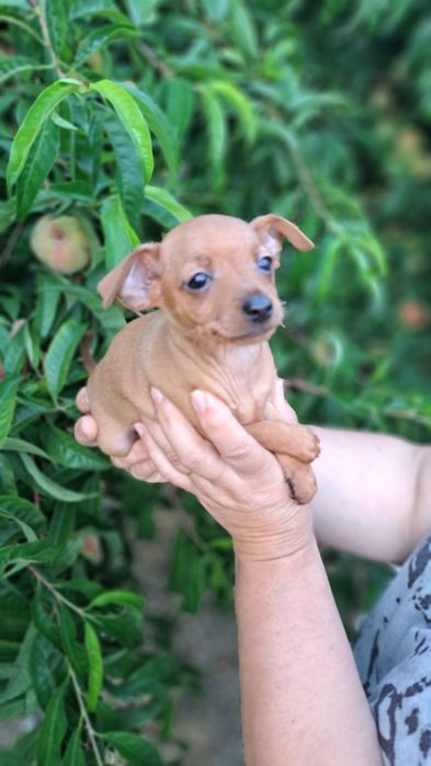 Pinscher macho preto afogueado