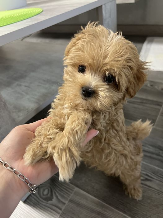 Мальтипу мальчик