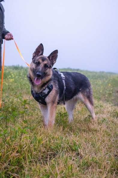 Przyjazna posłuszna Ester szuka domku