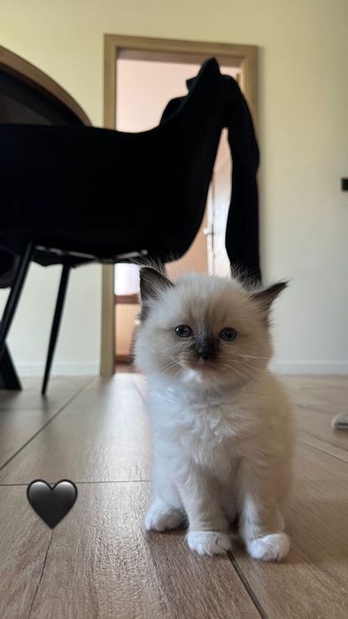 Ragdoll kotka kocur