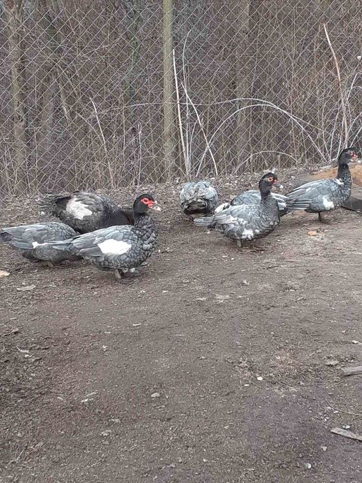 Індокачки, мускусные утки