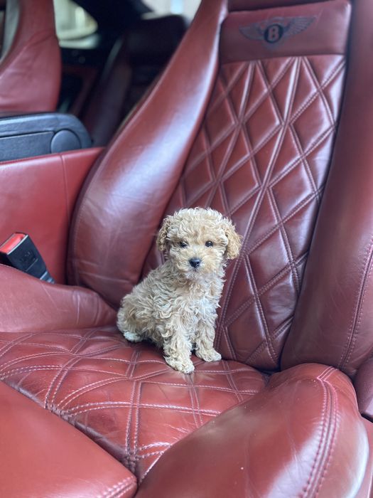 Мальтипу  vip якості