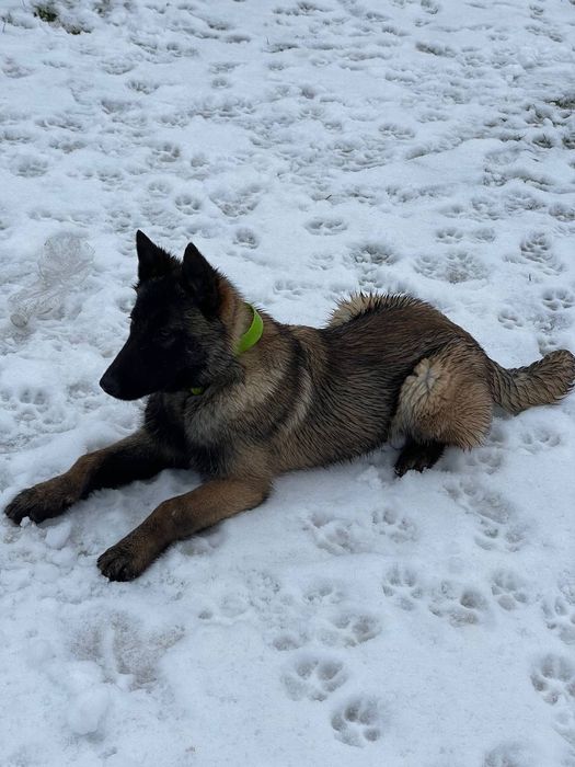 Малінуа Бельгійська вівчарка КСУ