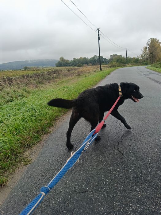 Stefan prawie jak labrador szuka domu