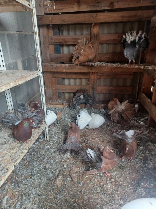 Pombos rabo de leque