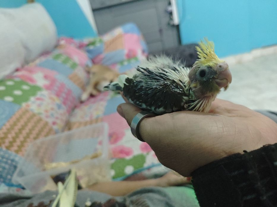 Caturras bebés criar a mão